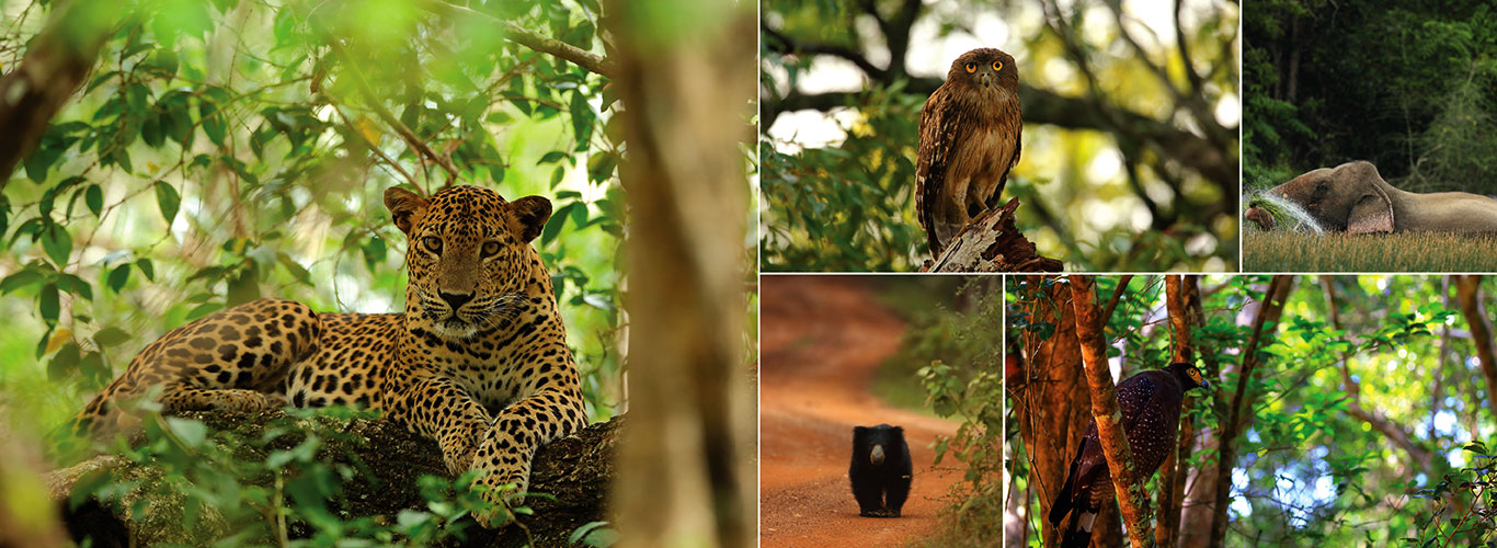 Wildlife & Beach